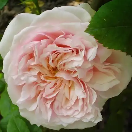 Trandafiri englezești - Trandafiri - Auslight - 